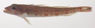 To NMNH Extant Collection (Parapercis alboguttata USNM 435390 photograph lateral view)