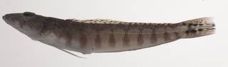 To NMNH Extant Collection (Parapercis xanthozona USNM 435474 photograph lateral view)