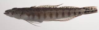 To NMNH Extant Collection (Parapercis xanthozona USNM 435476 photograph lateral view)