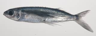 To NMNH Extant Collection (Parexocoetus mento USNM 435571 photograph lateral view)