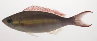 To NMNH Extant Collection (Pentapodus caninus USNM 435449 photograph lateral view)