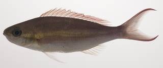 To NMNH Extant Collection (Pentapodus caninus USNM 435451 photograph lateral view)