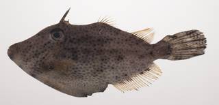 To NMNH Extant Collection (Pseudomonacanthus macrurus USNM 435396 photograph lateral view)