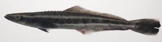 To NMNH Extant Collection (Rachycentron canadum USNM 435403 photograph lateral view)