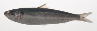 To NMNH Extant Collection (Sardinella gibbosa USNM 435362 photograph lateral view)