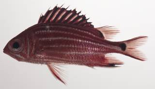 To NMNH Extant Collection (Sargocentron cornutum USNM 435499 photograph lateral view)