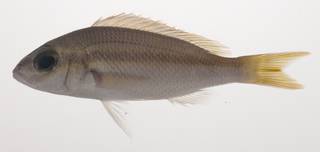 To NMNH Extant Collection (Scolopsis affinis USNM 435416 photograph lateral view)
