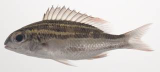 To NMNH Extant Collection (Scolopsis lineata USNM 435381 photograph lateral view)