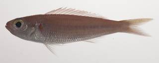 To NMNH Extant Collection (Symphysanodon maunaloae USNM 435475 photograph lateral view)
