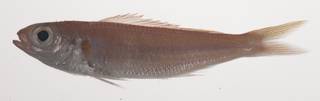 To NMNH Extant Collection (Symphysanodon maunaloae USNM 435477 photograph lateral view)