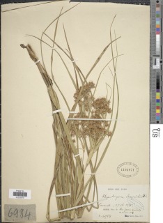 To Rhynchospora_coriifolia_NMNH1194971_type_1