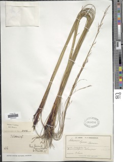 To NMNH Botany Collections (Schoenus carsei NMNH2038795 type 1)