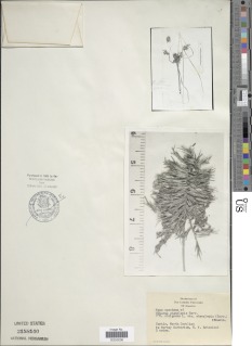 To NMNH Botany Collections (Cyperus stenolepis NMNH3158140 type 1)