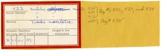 To NMNH Extant Collection (Triakidae RAD110802 Envelope)