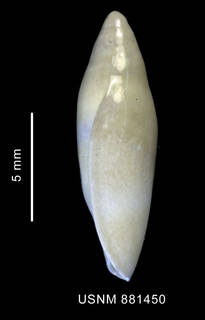 To NMNH Extant Collection (Marginella sp., shell, lateral view)