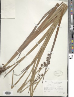 To NMNH Botany Collections (Cladium flexuosum polyanthemum NMNH2214729 type 1)