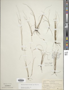 To Rhynchospora_edwalliana_NMNH3159802_type_1