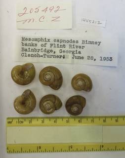 To NMNH Extant Collection (USNM 1445212)