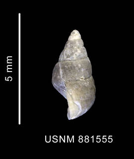 To NMNH Extant Collection (Eatoniella kerguelensis (Smith, 1875), shell, lateral view)