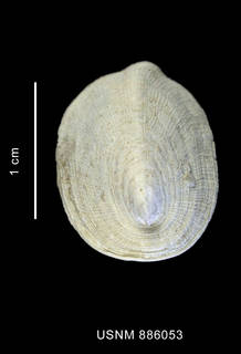 To NMNH Extant Collection (Parmophoridea melvilli (Thiele, 1912), shell, anterior view)