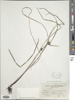 To NMNH Botany Collections (Diplacrum longifolium angustifolium NMNH1615066 type 1)