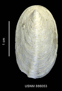 To NMNH Extant Collection (Parmophoridea melvilli (Thiele, 1912), shell, dorsal view)