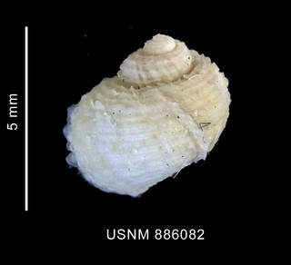 To NMNH Extant Collection (Torellia (Neoconcha) antarctica (Thiele, 1912), shell, dorsal view)