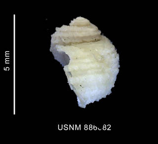 To NMNH Extant Collection (Torellia (Neoconcha) antarctica (Thiele, 1912), shell, lateral view)