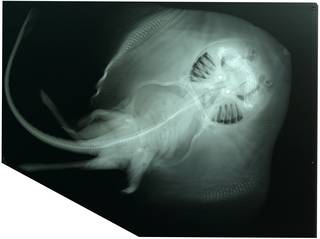To NMNH Extant Collection (Pristiophorus cirratus RAD110869-001)