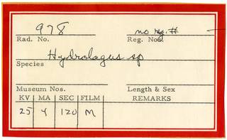 To NMNH Extant Collection (Hydrolagus RAD110913 Envelope)