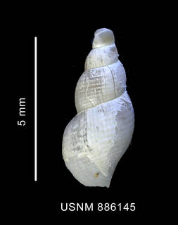 To NMNH Extant Collection (Pareuthria innocens (Smith, 1907), shell, dorsal view)