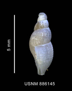 To NMNH Extant Collection (Pareuthria innocens (Smith, 1907), shell, lateral view)
