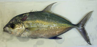 To NMNH Extant Collection (Carangoides orthogrammus USNM 423468 photograph lateral view)