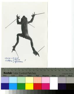 To NMNH Extant Collection (USNM 118220 dorsal print 001 (AR500040))