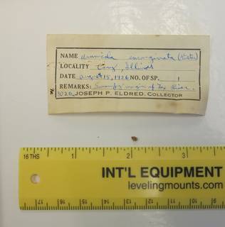 To NMNH Extant Collection (JPEM 03026)