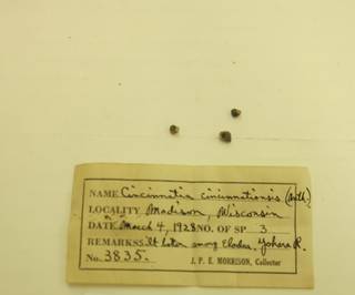 To NMNH Extant Collection (JPEM 03835)