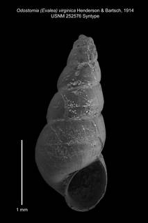 To NMNH Extant Collection (IZ MOL 252576 Syntype shell)