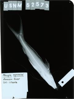 To NMNH Extant Collection (Pinirampus pirinampu RAD118887-001)