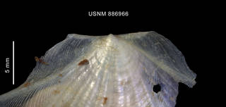 To NMNH Extant Collection (Adamussium colbecki (Smith, 1902), shell, dorsal valve, enlarged outer view of the upper part)