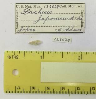 To NMNH Extant Collection (USNM 126029-1)