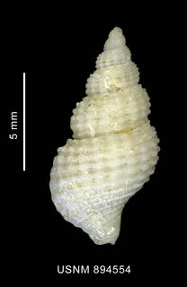 To NMNH Extant Collection (Anomacme smithi Strebel, 1905, shell, dorsal view)