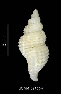 To NMNH Extant Collection (Anomacme smithi Strebel, 1905, shell, lateral view)