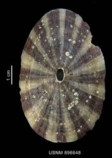 To NMNH Extant Collection (Fissurella maxima Sowerby, 1835, shell, dorsal view)
