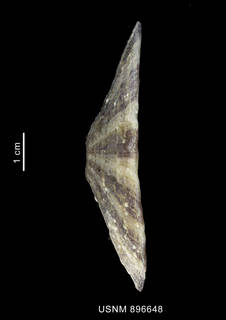 To NMNH Extant Collection (Fissurella maxima Sowerby, 1835, shell, lateral view)