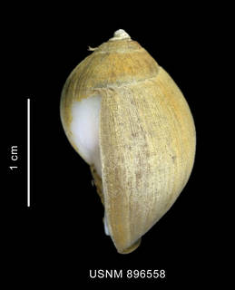To NMNH Extant Collection (Chlanidota (Pfefferia) palliata (Strebel, 1908), shell, lateral view)