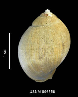 To NMNH Extant Collection (Chlanidota (Pfefferia) palliata (Strebel, 1908), shell, dorsal view)