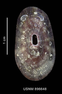 To NMNH Extant Collection (Fissurella sp., shell, dorsal view)