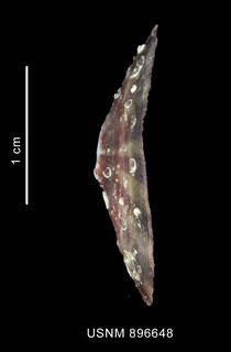 To NMNH Extant Collection (Fissurella sp., shell, lateral view)