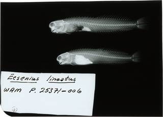 To NMNH Extant Collection (Ecsenius lineatus RAD110467-001)