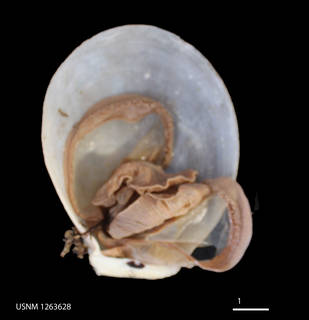 To NMNH Extant Collection (IZ USNM 1263628 (2))
